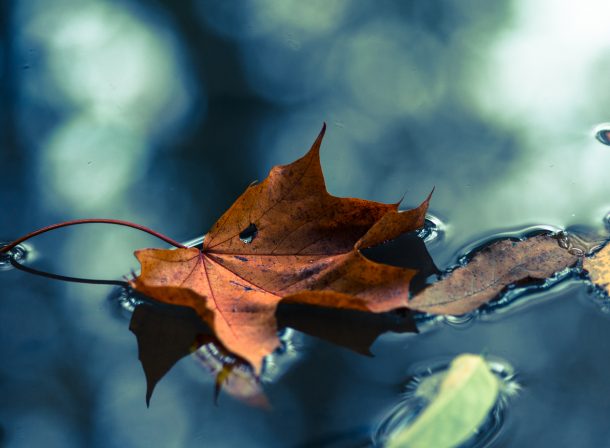 Cindy Hess, Leipzig, Fotografin, photography, Natur, nature, leaf, autumn, fall, Herbst, Wasser, water, Ahorn, acorn, maple